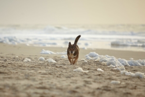 Hund am Strand auf Sylt